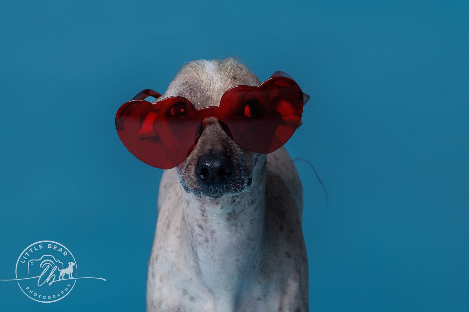 A white dog wearing red heart-shaped sunglasses poses against a bright blue background.