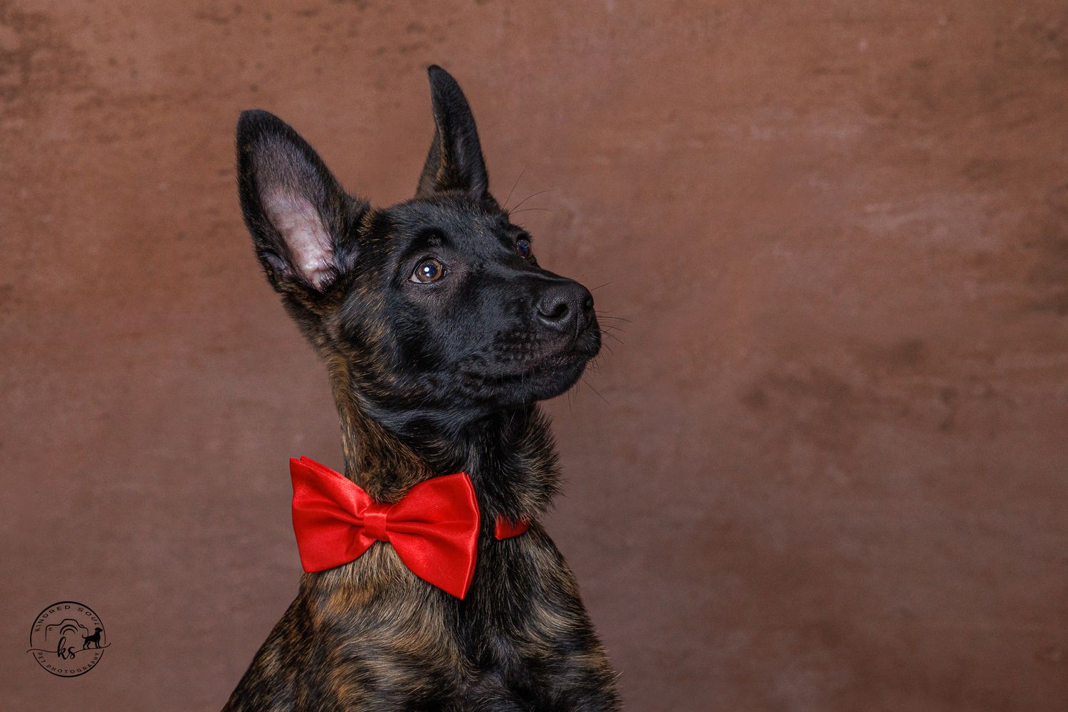A brindle Dutch Shepherd puppy wearing a red bow tie poses against a brown studio background.