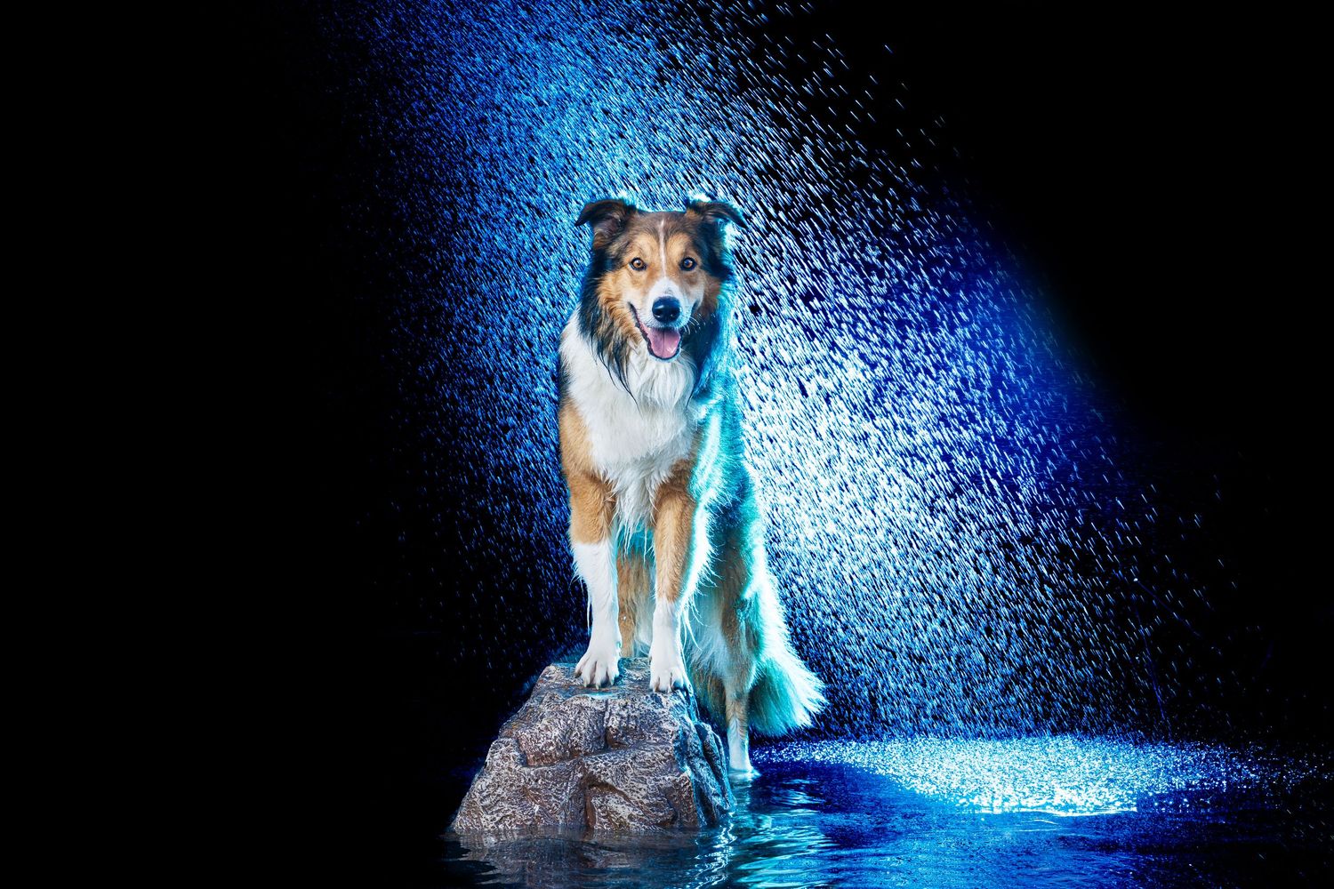 A majestic Collie dog sits on a rock surrounded by blue-lit water spray against a dark background.