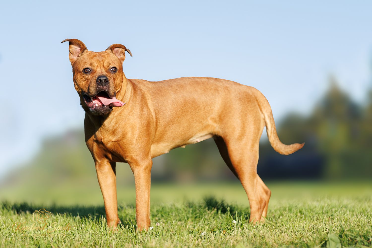 A muscular brown Staffordshire Bull Terrier stands on green grass with tongue out against a blue sky.