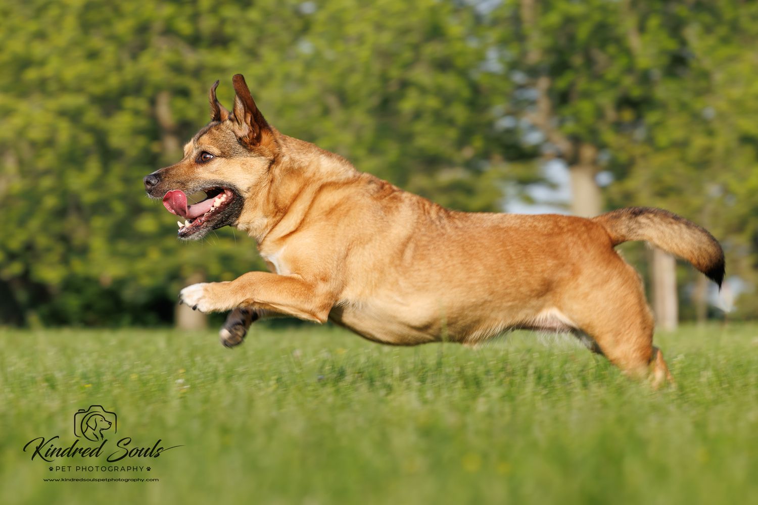 A golden German Shepherd leaps mid-air across a lush green field with mouth open and tongue out.