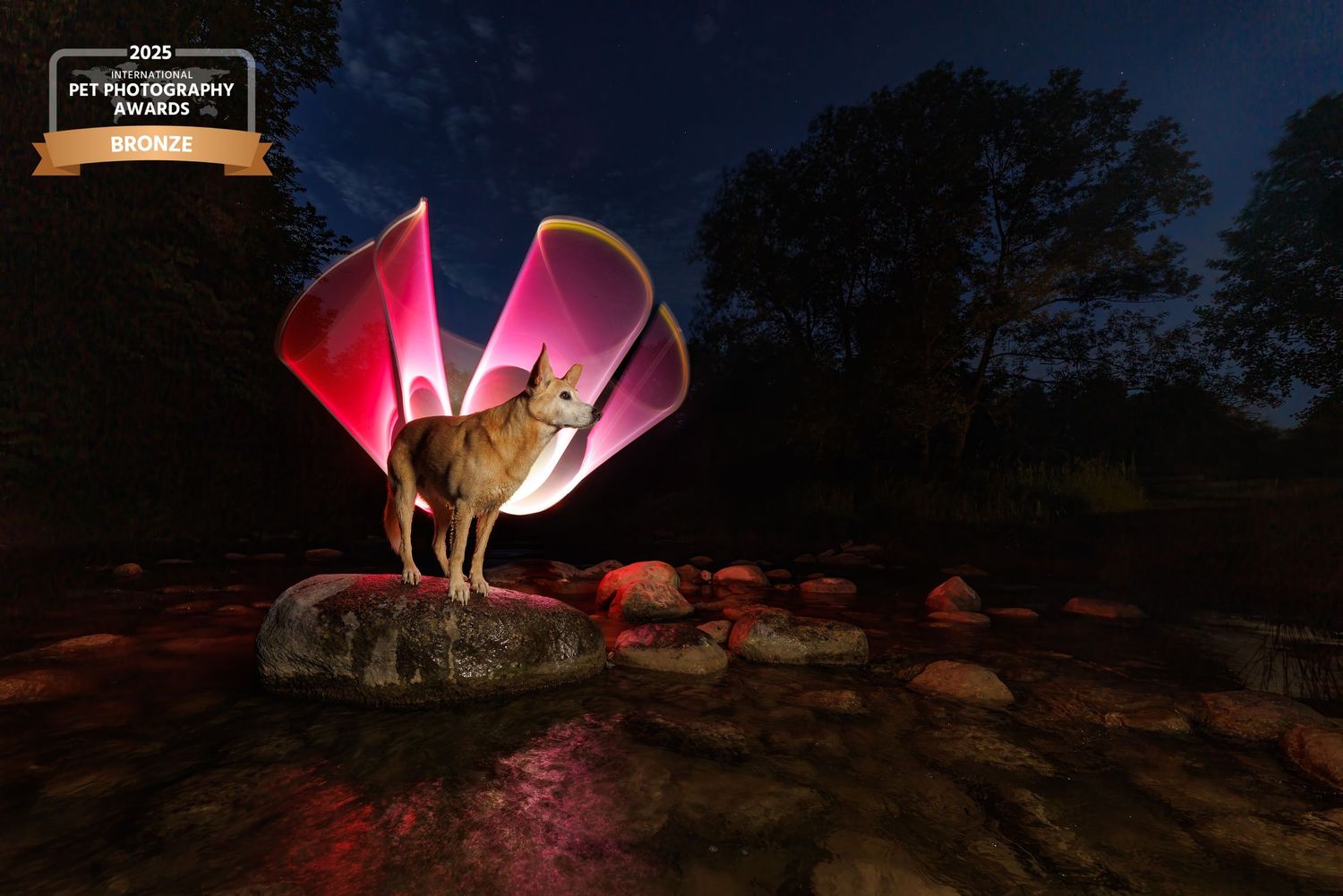 Award-winning pet photo of a dog standing on a rock with glowing pink wings at night, surrounded by a rocky stream.