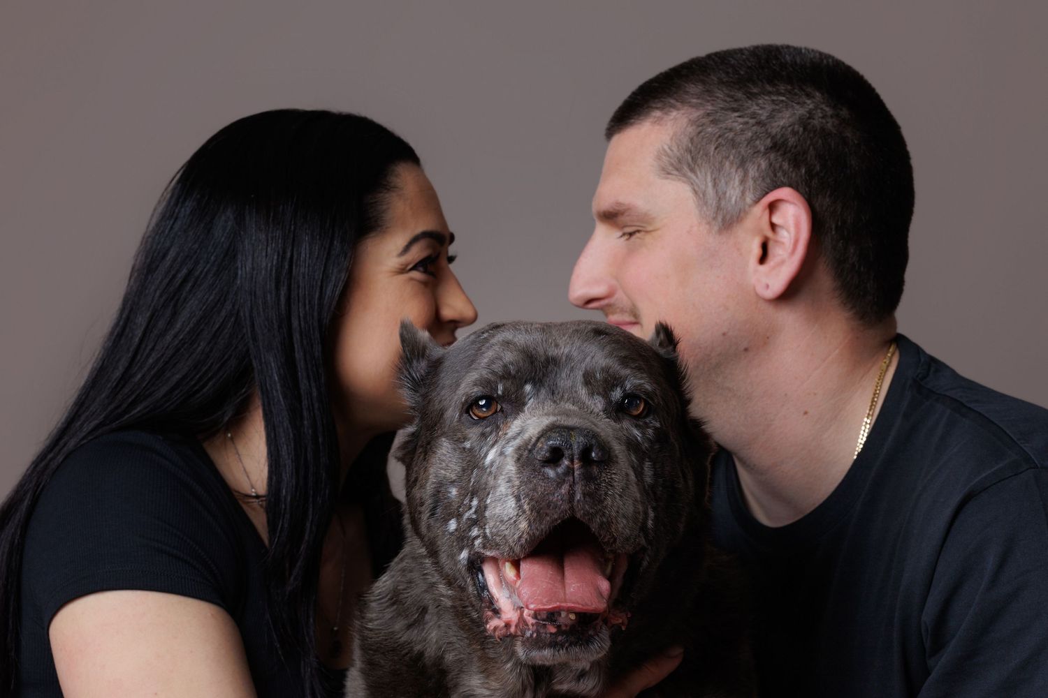 Couple in black shirts kissing a gray brindle Cane Corso dog on the cheeks against a gray background.