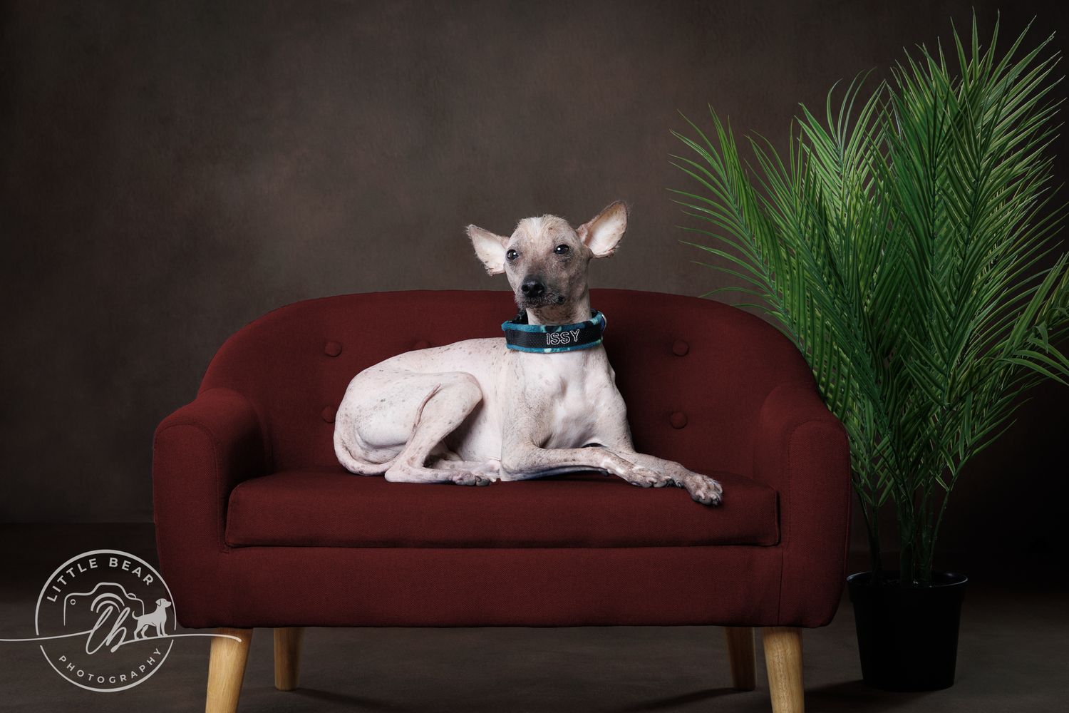 A small white Chihuahua with a teal collar rests on a red sofa beside a green palm plant in a studio portrait.