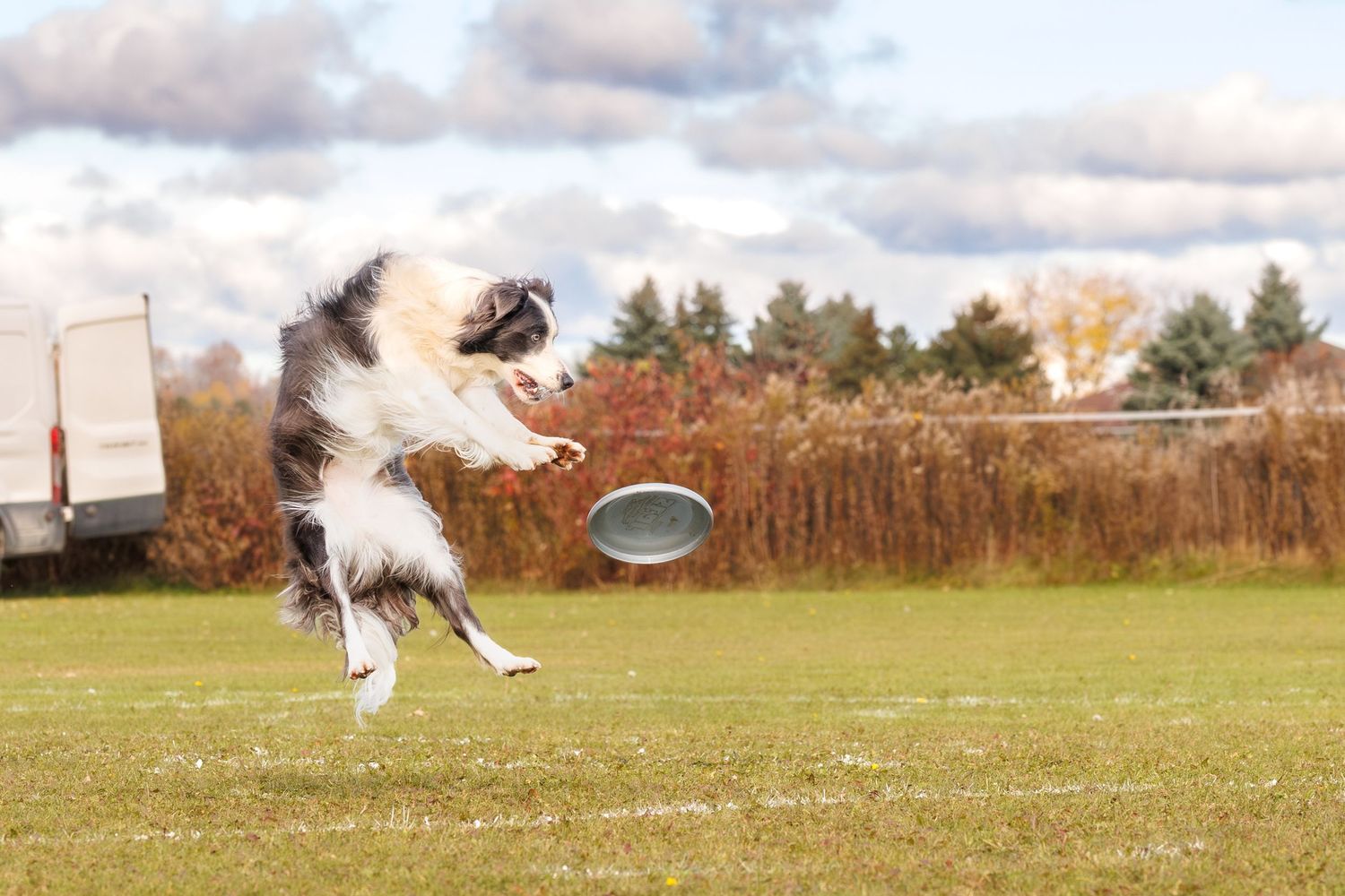 Border Collie dog leaping high in the air to catch a frisbee in an open grassy field on a cloudy day.