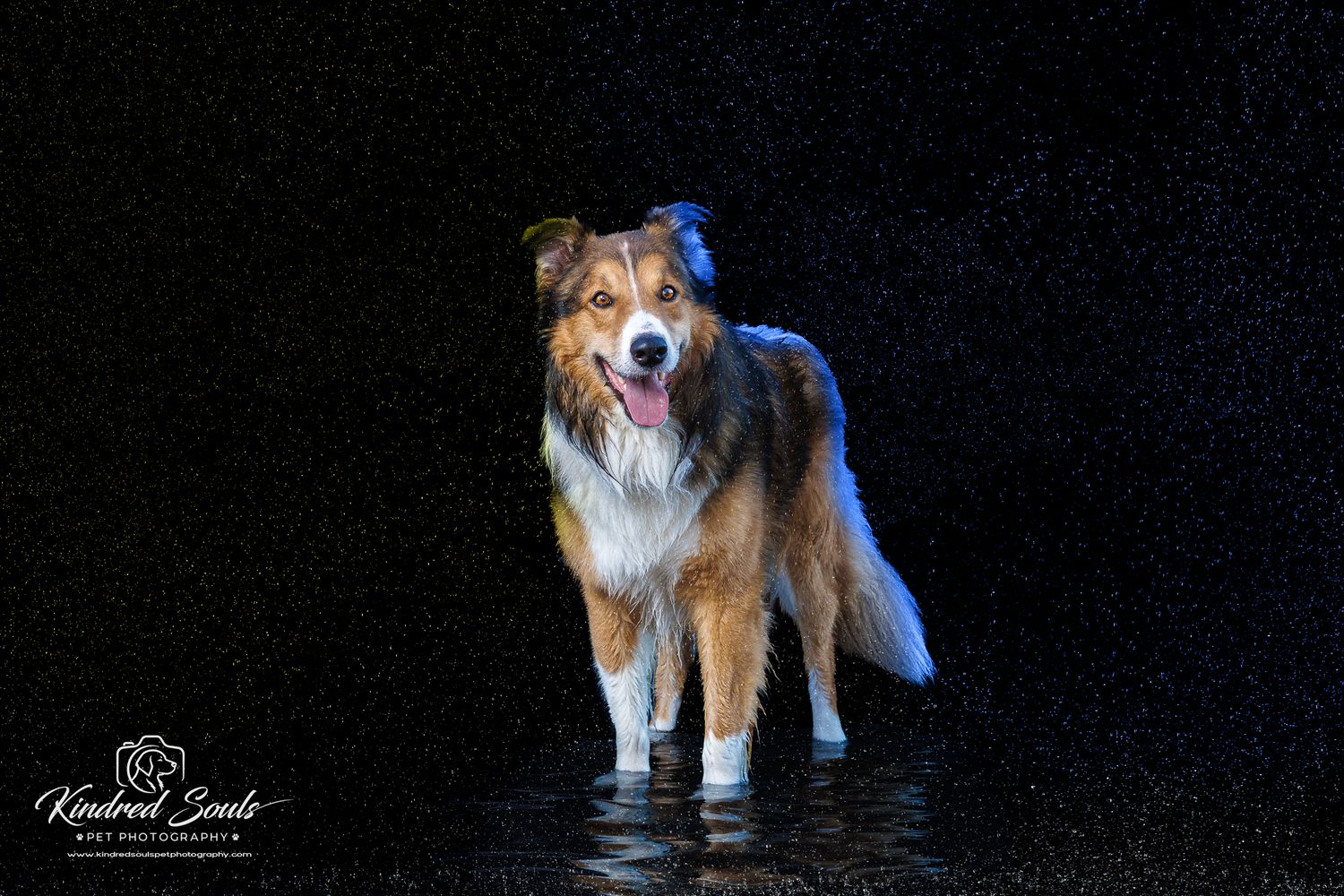A fluffy tricolor Australian Shepherd stands in shallow water against a dramatic dark background with rain droplets.