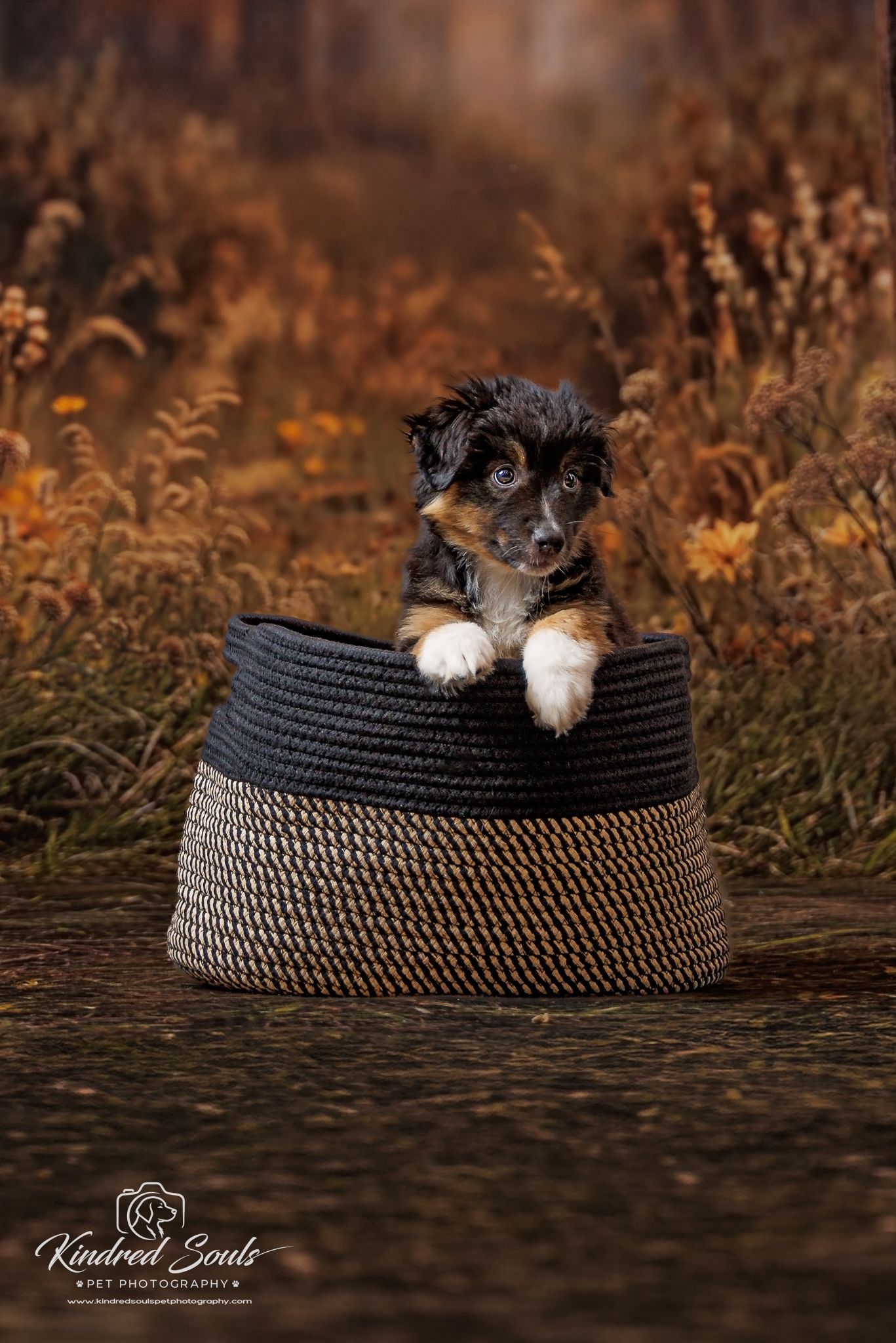 Adorable puppy peeking over the edge of a dark woven basket in a golden autumn meadow.