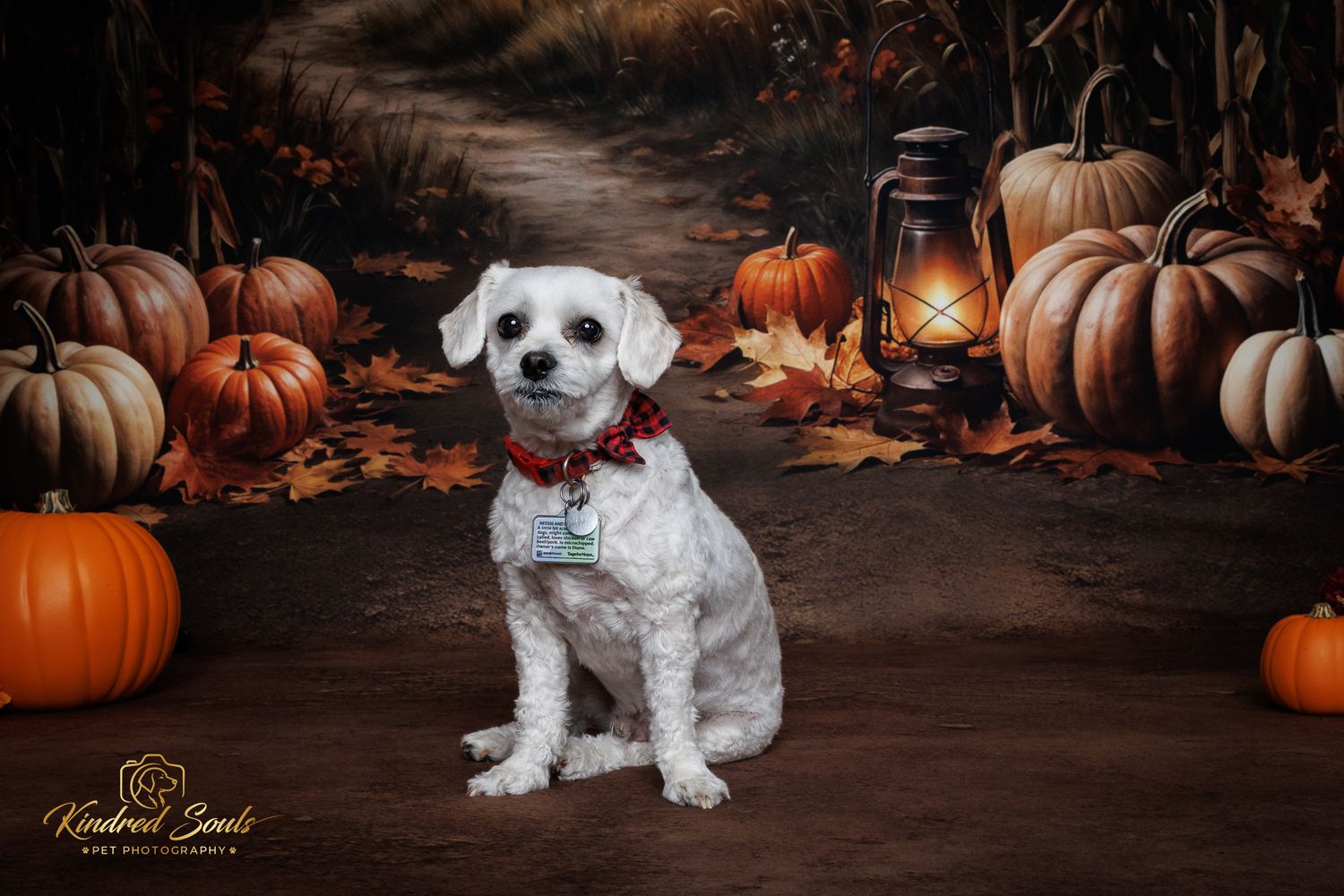 A white dog with a red bow sits among pumpkins and autumn leaves in a festive fall portrait setting.