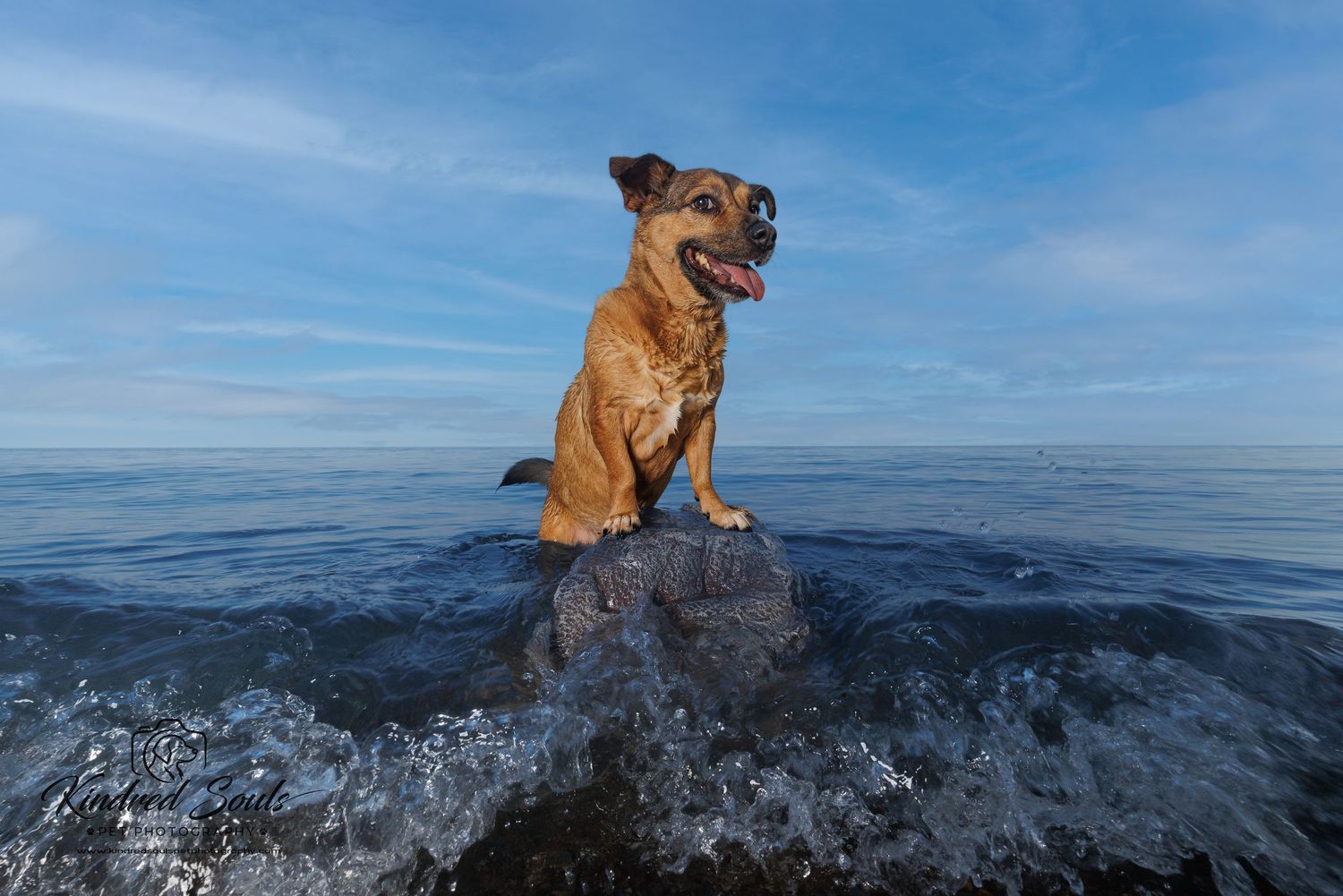 A happy brown dog sits on a rock surrounded by ocean waves under a blue sky.