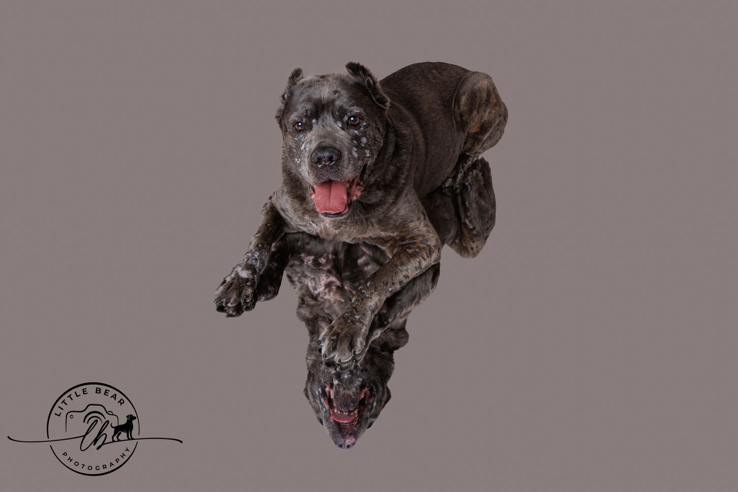 A large brindle Cane Corso dog photographed from above, tongue out, against a gray background.