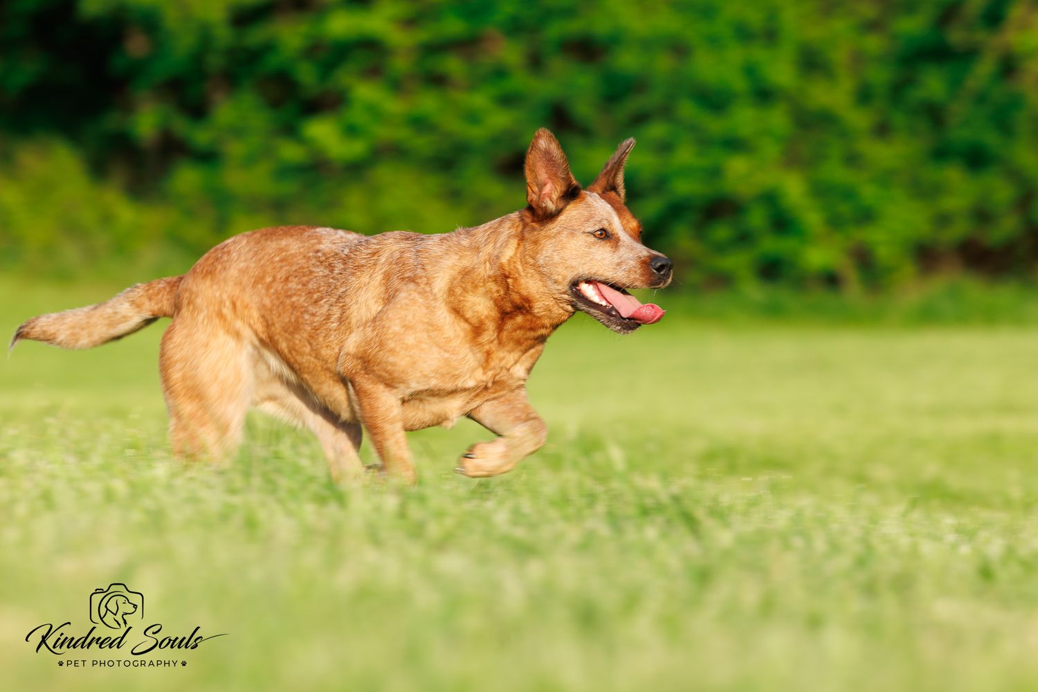 An energetic brown dog runs across a green grassy field with tongue out on a sunny day.
