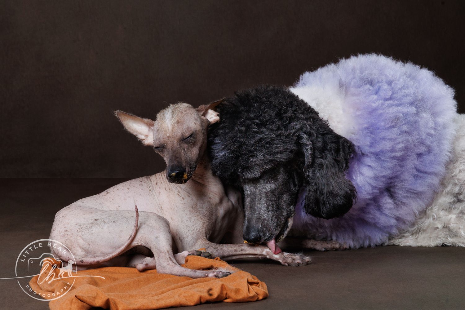 Two hairless dogs cuddle together on an orange blanket in a studio setting.