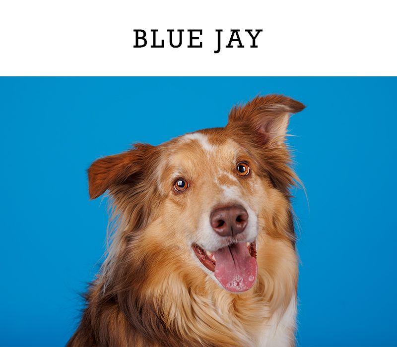 A happy brown and white Border Collie smiling against a blue jay colored background.