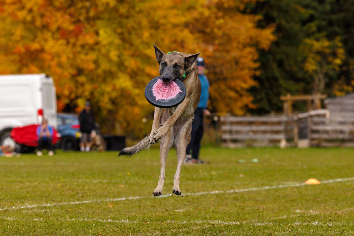 A Belgian Malinois dog leaps mid-air catching a pink frisbee on a green field with colorful autumn trees in the background.