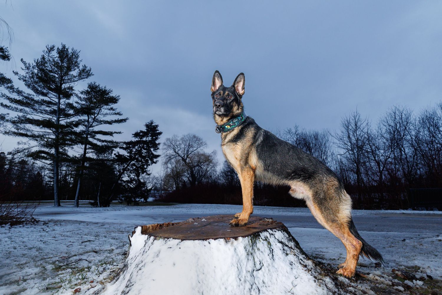 German Shepherd dog standing proudly on a snow-covered tree stump in a winter landscape with bare trees.