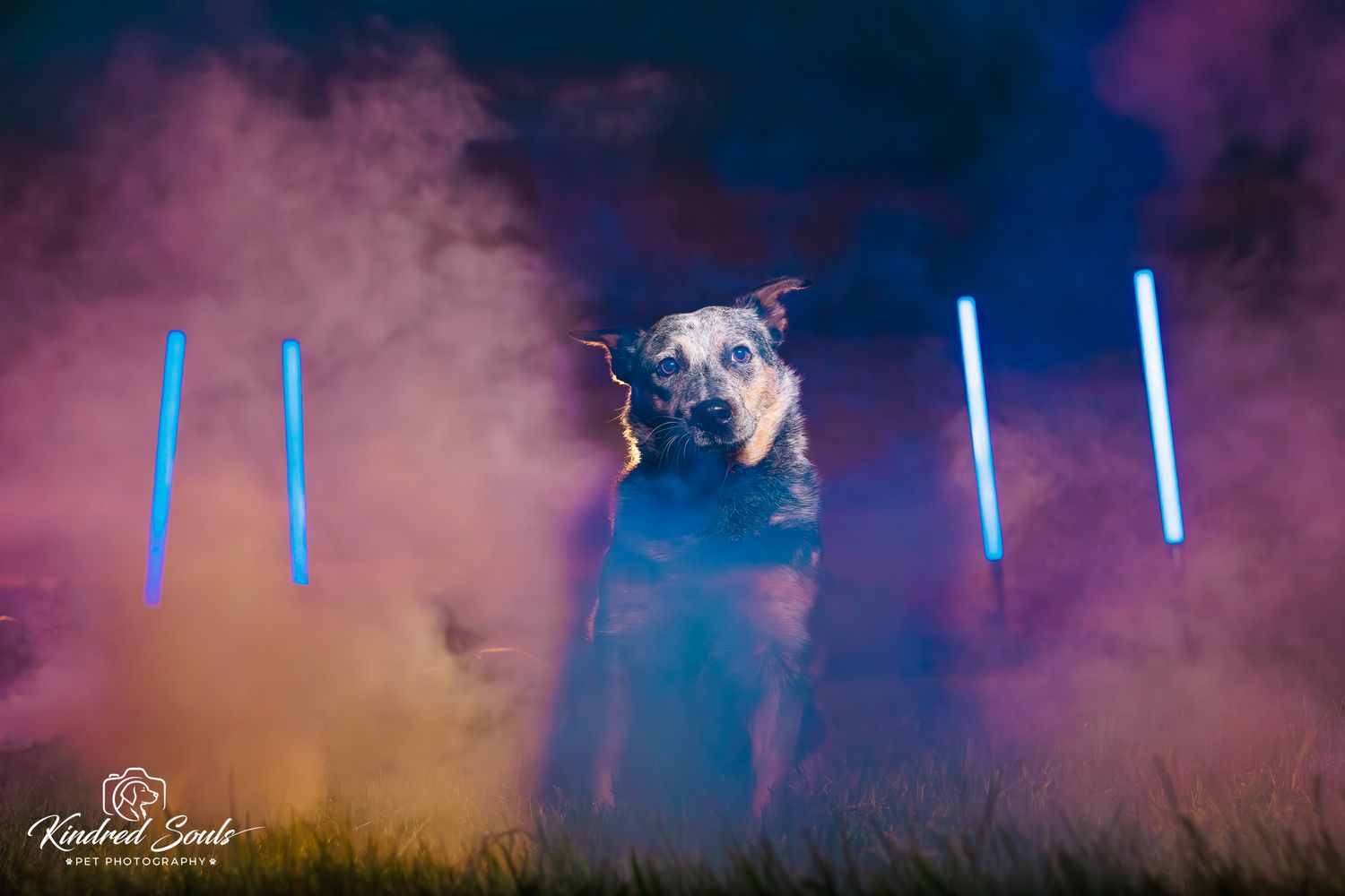 Dog surrounded by colorful smoke and glowing light sticks in a dramatic nighttime outdoor photo.