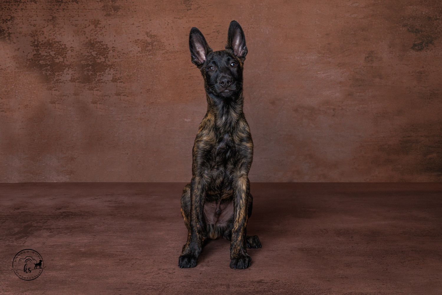 Brindle Belgian Malinois puppy sitting upright against a rustic brown background in a professional studio portrait.