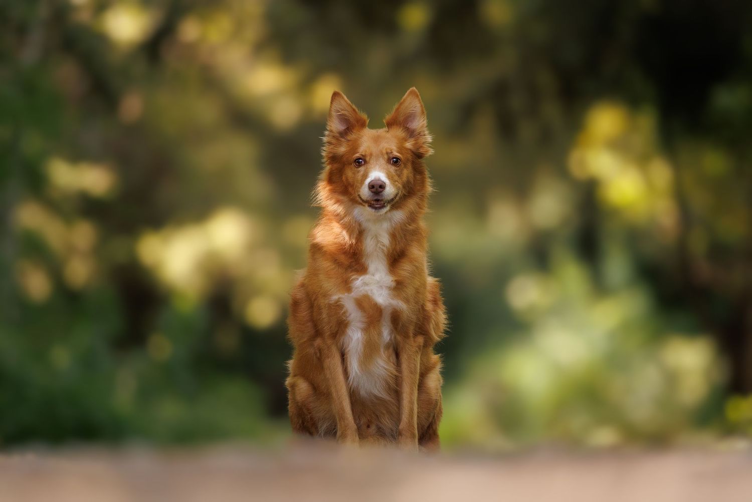 Adorable brown Border Collie puppy sitting on a path surrounded by lush green bokeh background.