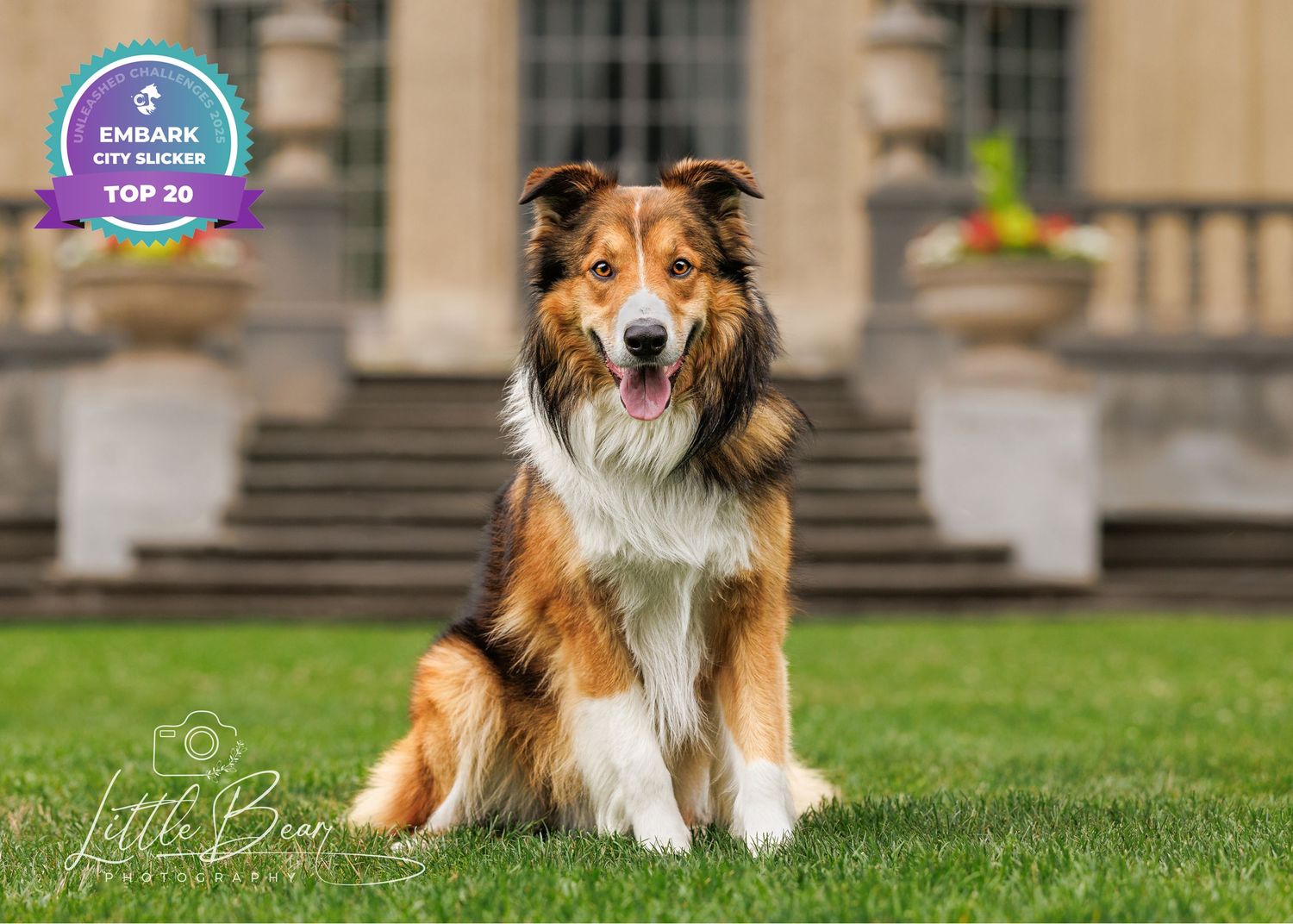 A tri-color Shetland Sheepdog sits proudly on green grass, recognized as an Embark DNA Top 20 City Slicker.
