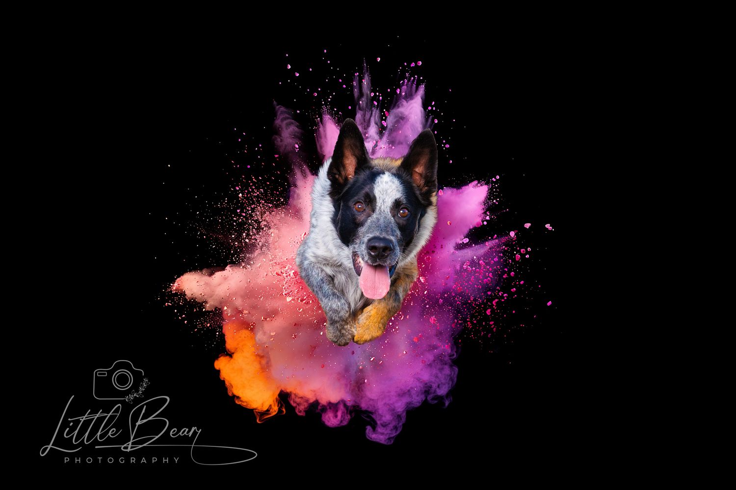 Australian Cattle Dog portrait with vibrant orange and pink powder explosion on black background by Little Bean Photography.