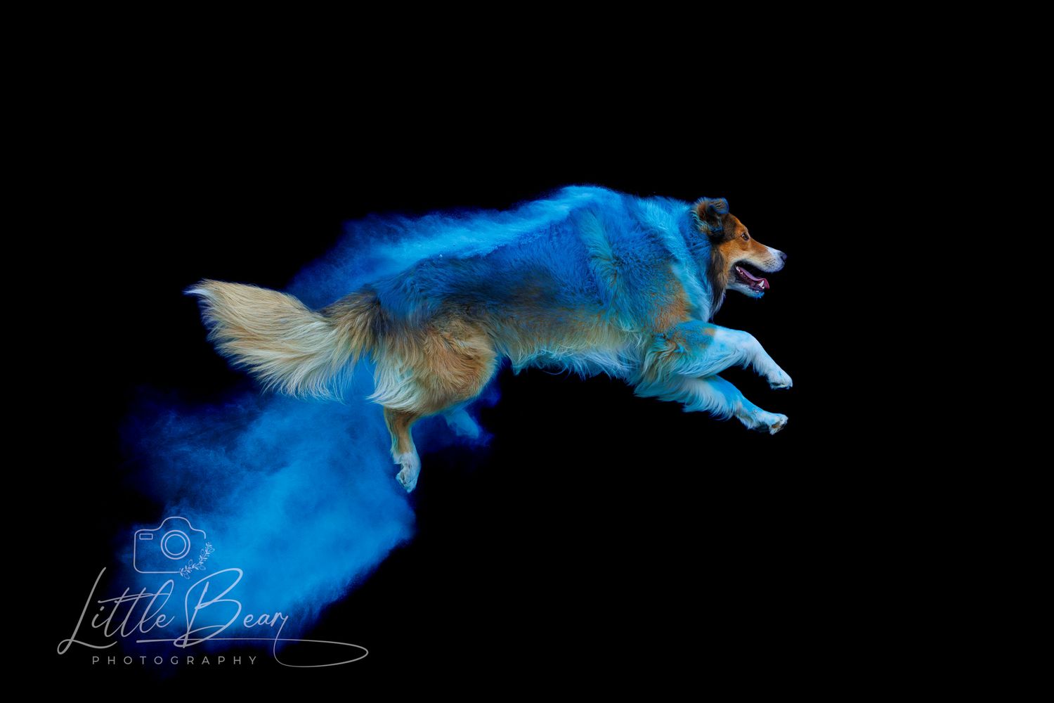 A Collie dog jumping through blue powder paint on a dark background.