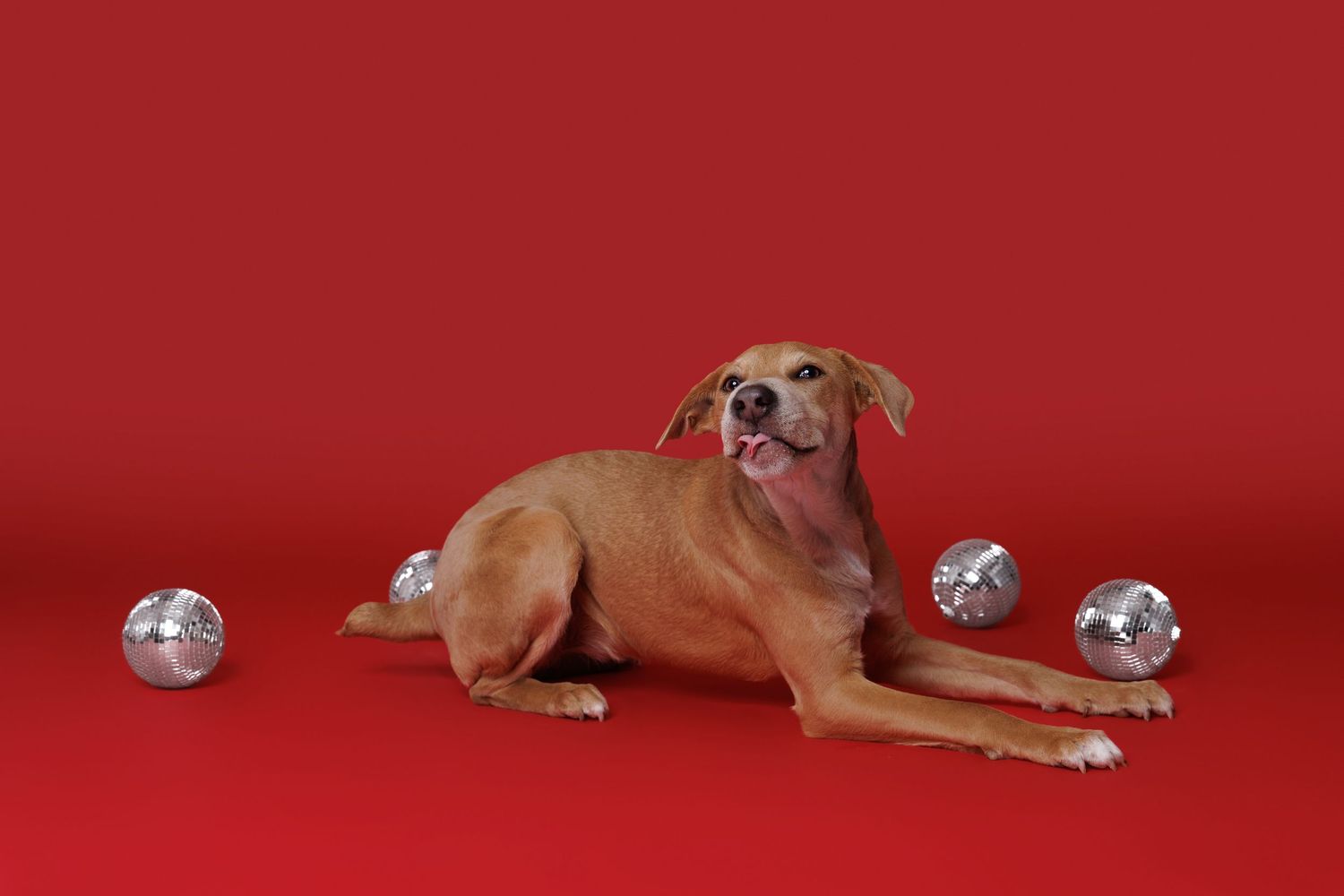 Tan mixed breed dog lying down surrounded by silver disco balls on a vibrant red background.