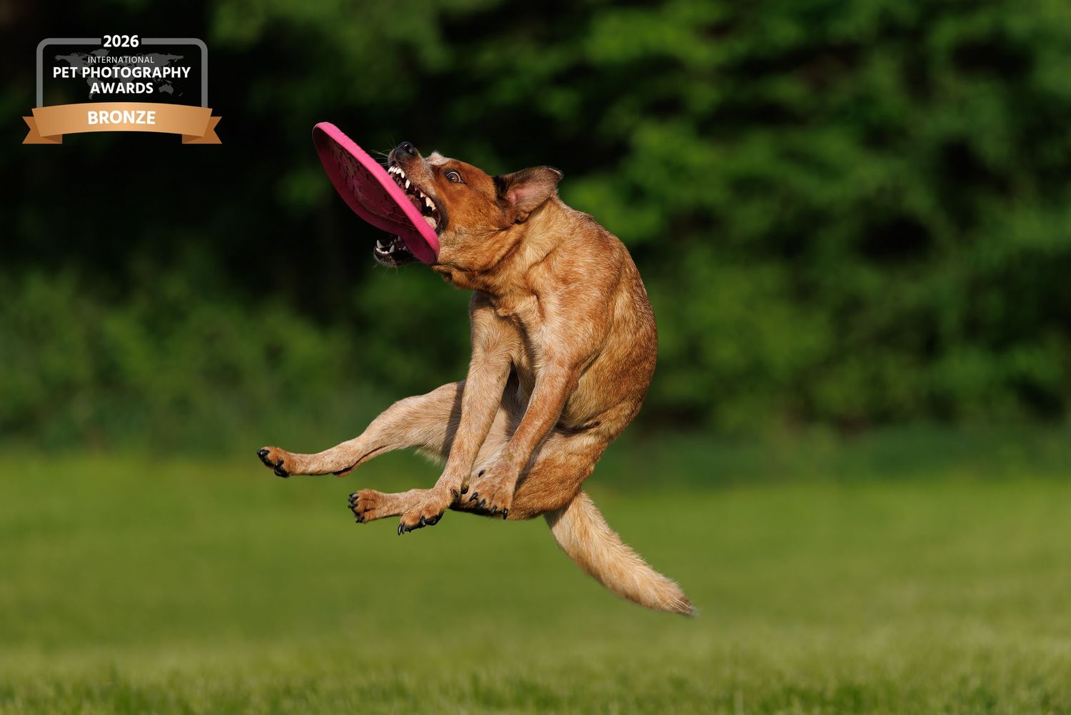 Award-winning photo of a brown dog leaping mid-air to catch a pink frisbee on a green grass field.