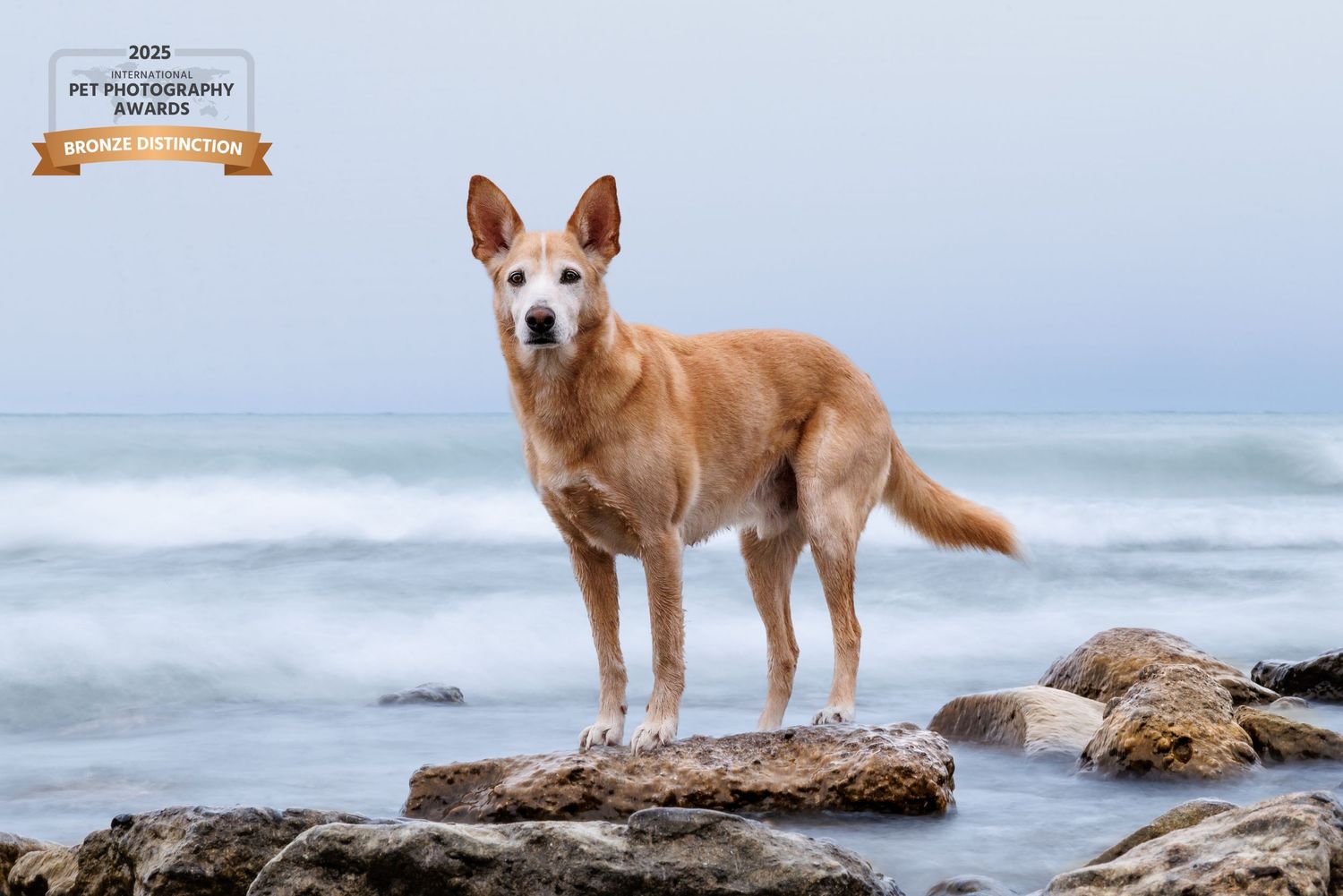 Award-winning photo of a golden dog standing on coastal rocks with misty ocean waves in the background.