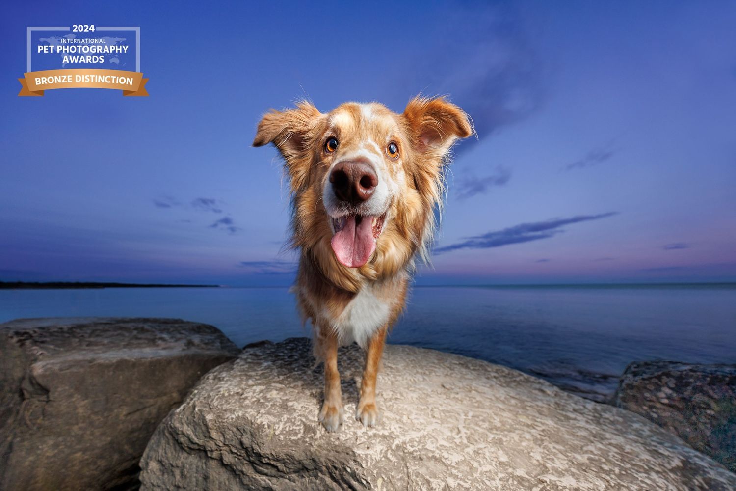 A happy golden dog stands on rocks by the ocean at dusk, tongue out, under a blue twilight sky.
