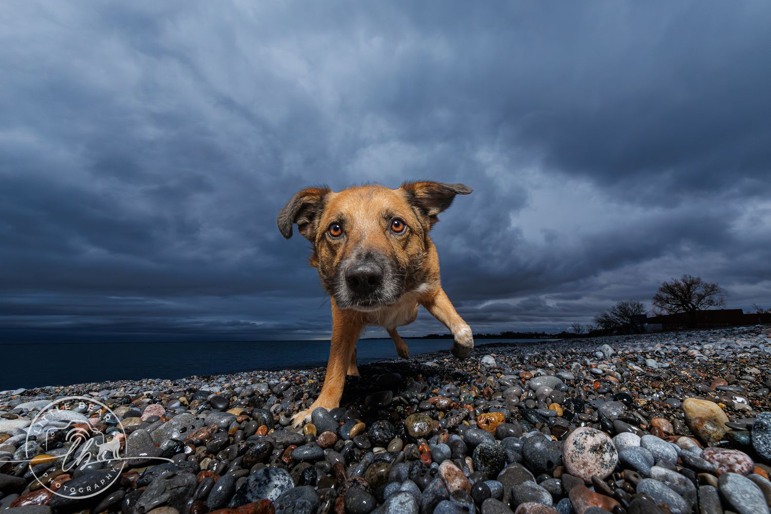 A brown mixed-breed dog leans toward the camera on a rocky beach under a dramatic stormy sky.