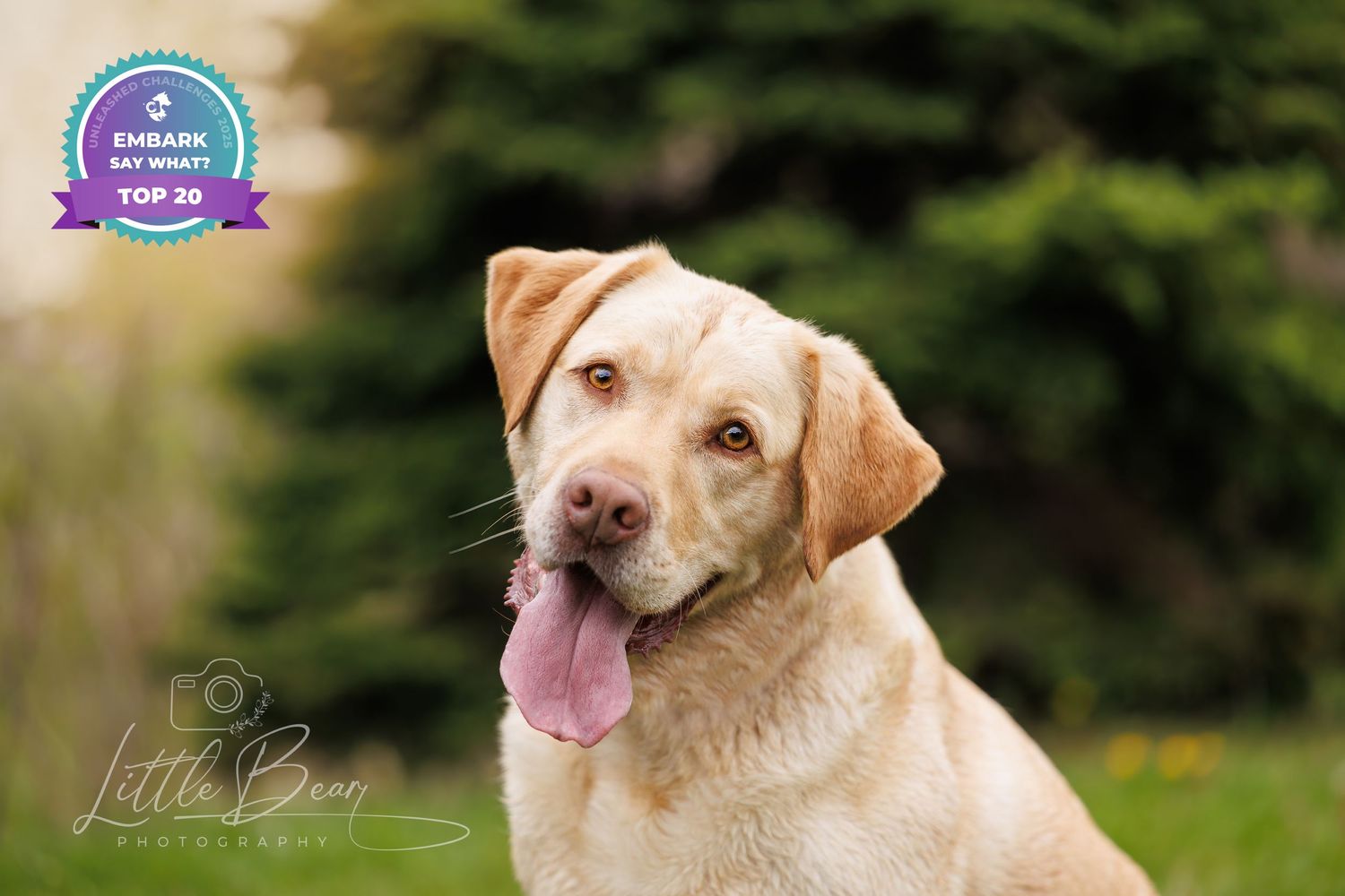 A happy yellow Labrador Retriever sits outdoors with tongue out, featured as an Embark Top 20 dog.