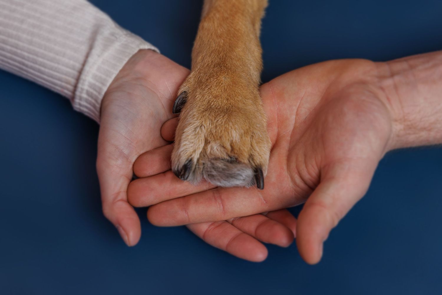 Two human hands gently cradling a dog's paw, showing a bond of trust and care between pet and owner.