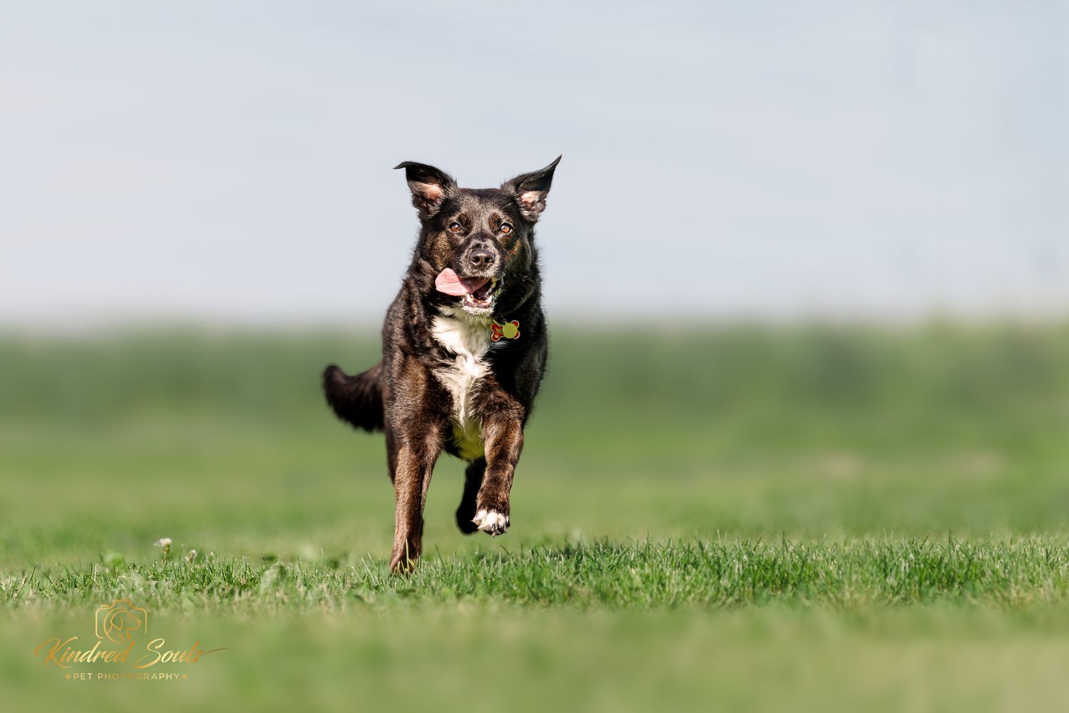 A happy dark-colored dog runs energetically across a lush green field, wearing a yellow tag collar.