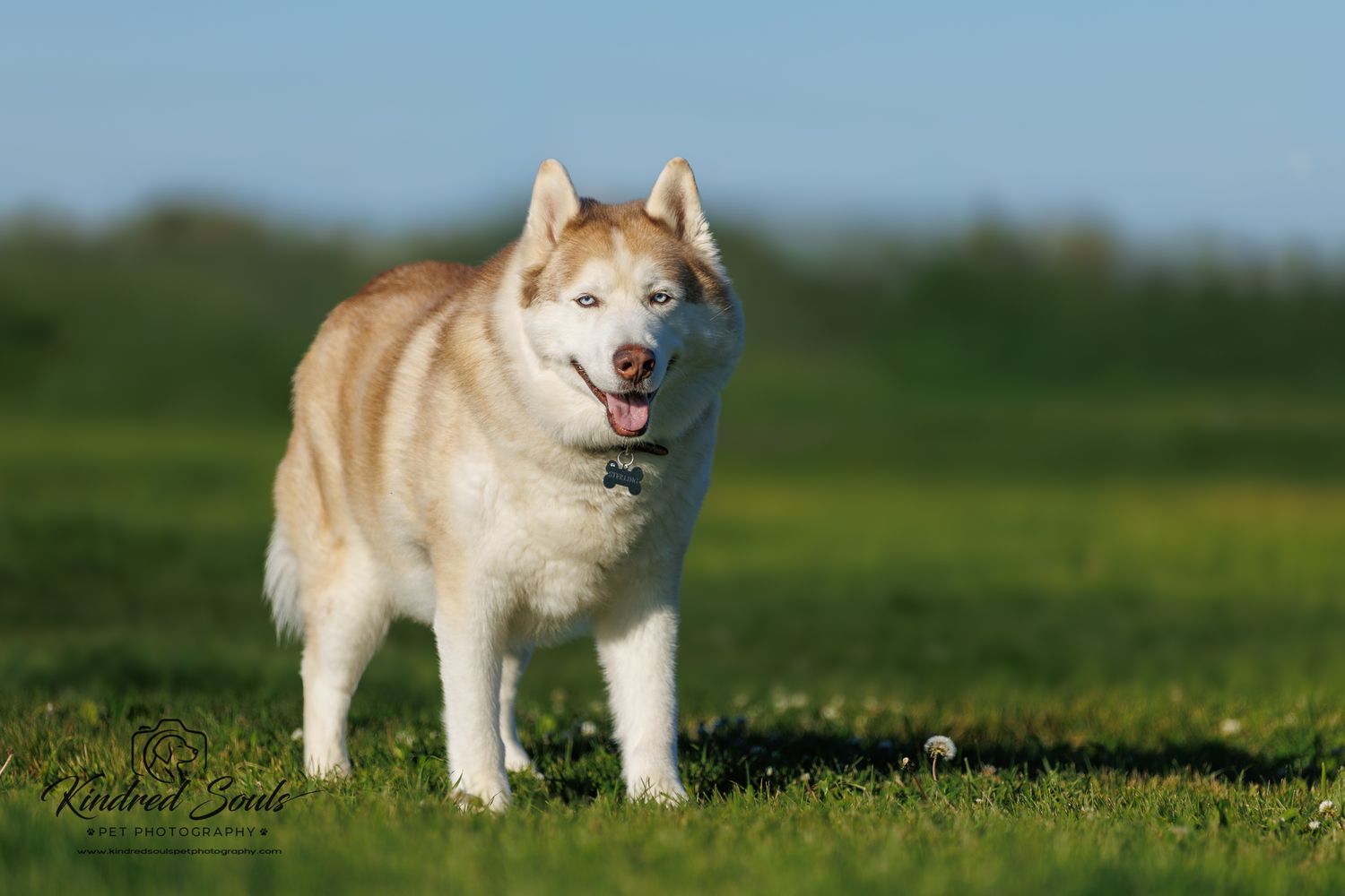 A fluffy red and white Siberian Husky stands alert on green grass under a bright blue sky.