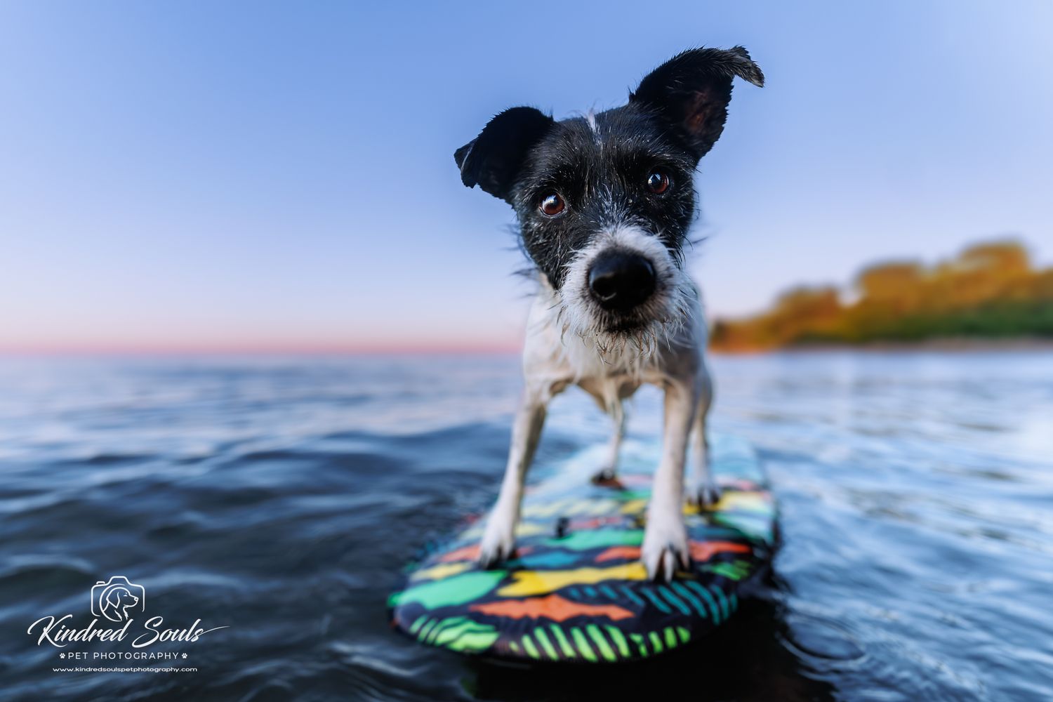A small black and white dog stands on a colorful surfboard in calm water.