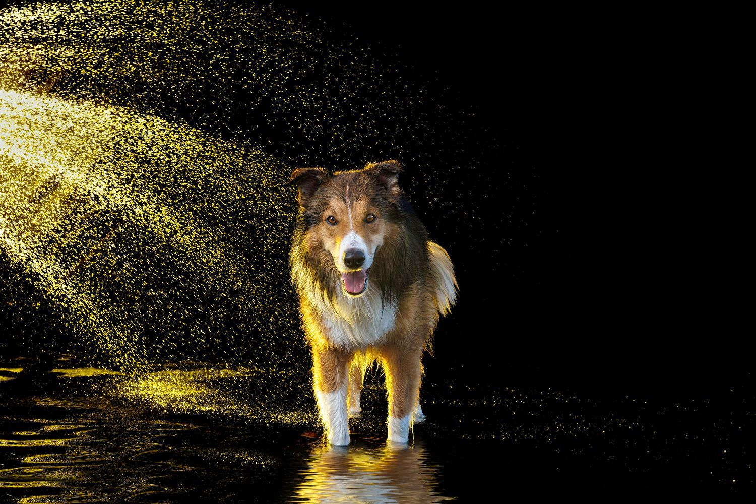 A wet Australian Shepherd dog shaking off water with golden droplets flying against a dark background.