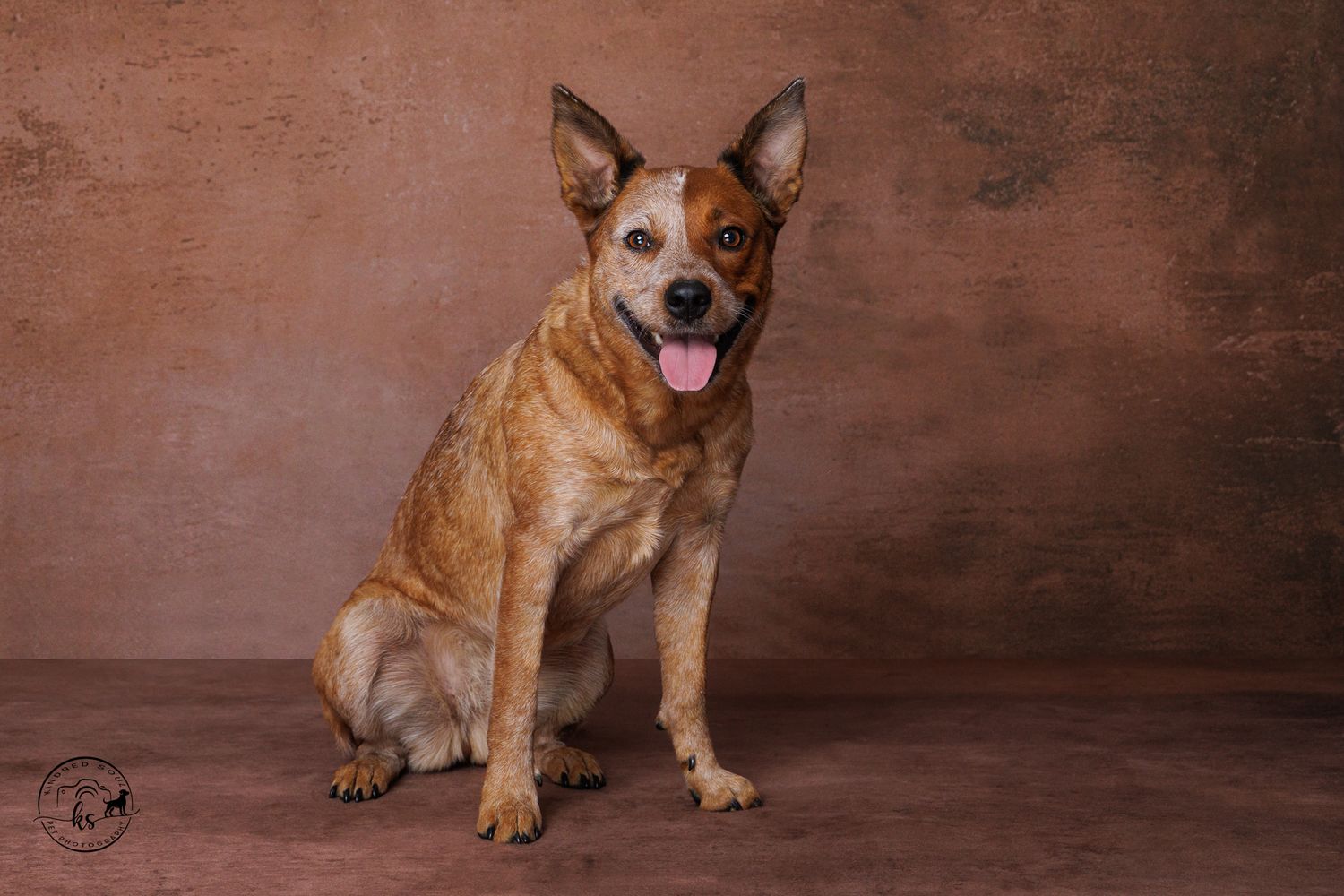 A red heeler dog sits posed against a brown studio backdrop with tongue out, looking happy and alert.