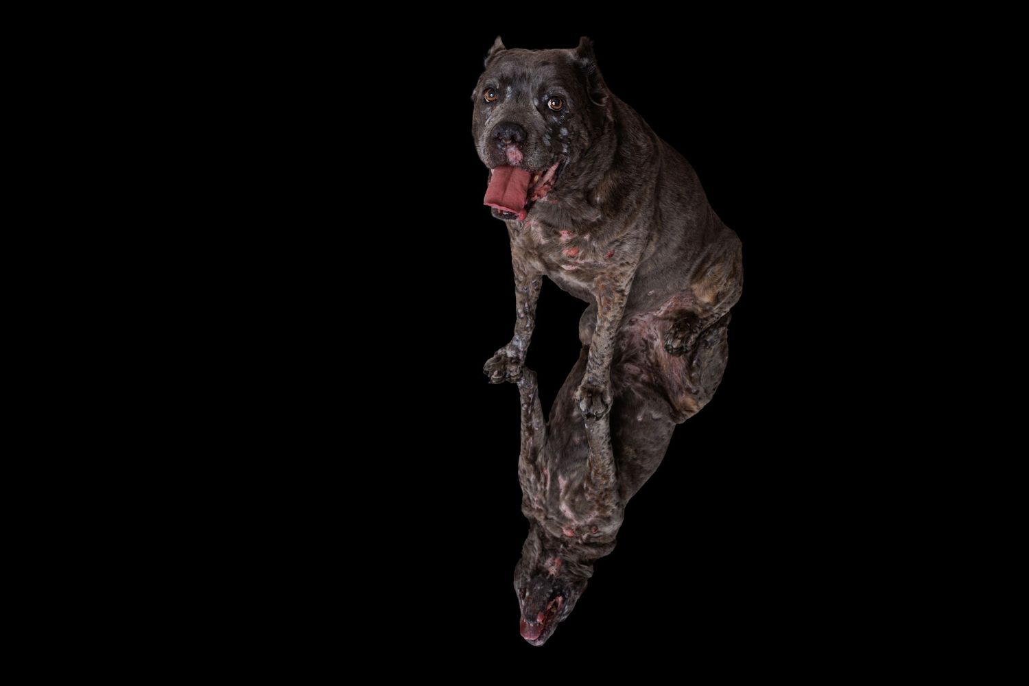 A large dark Cane Corso dog poses against a black background with tongue out.