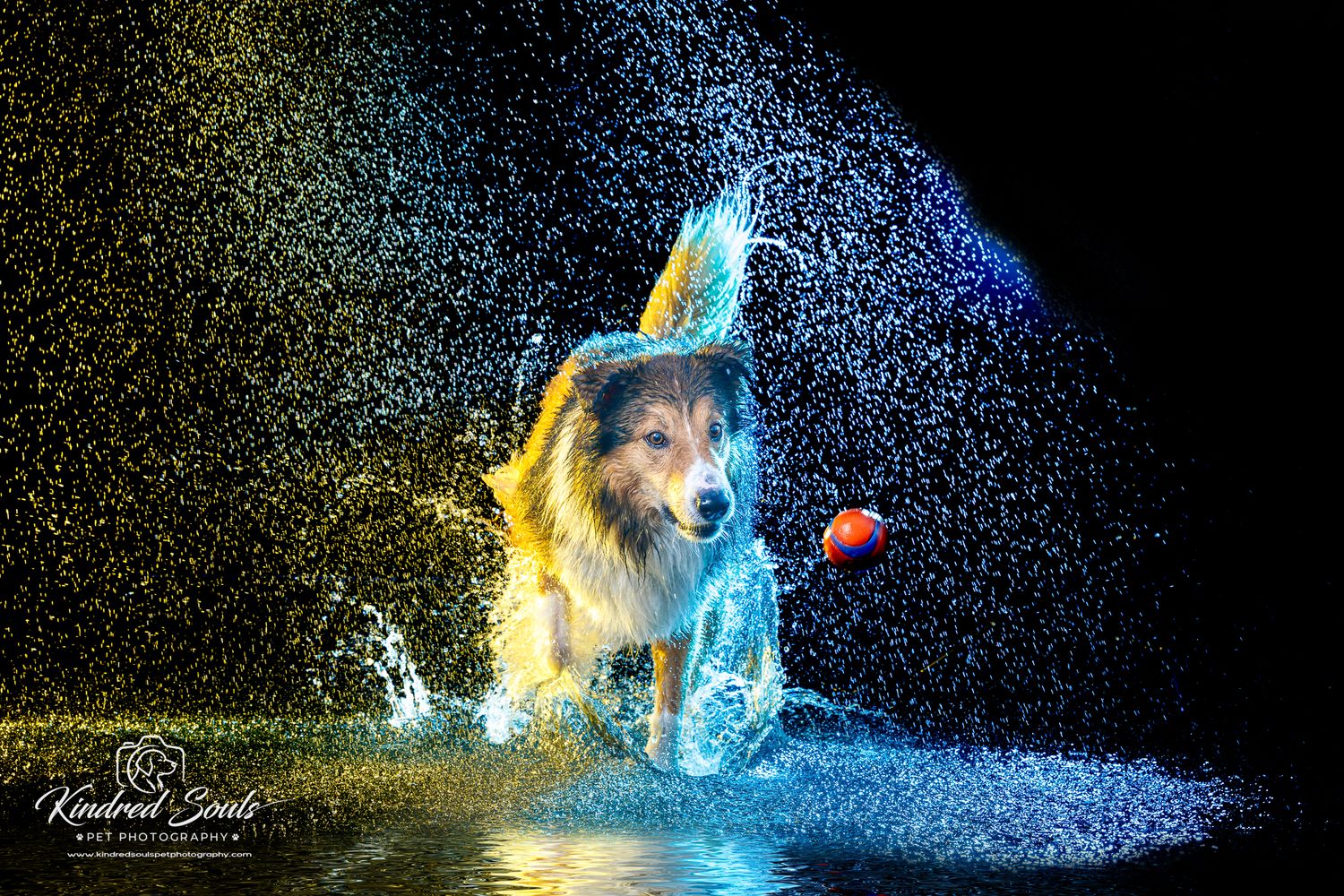 A wet Collie dog shaking off water mid-action with colorful blue and yellow splashes on a dark background.