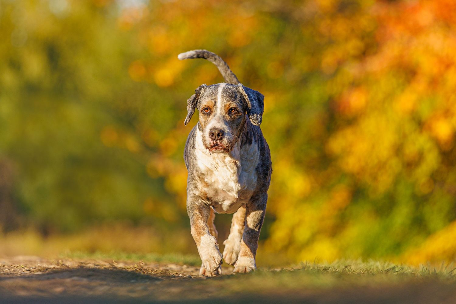 A spotted Catahoula Leopard Dog runs energetically down a path surrounded by colorful autumn foliage.