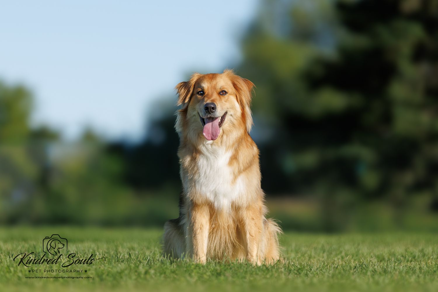 A fluffy golden-red dog sits on green grass outdoors, tongue out, with blurred trees and blue sky in the background.
