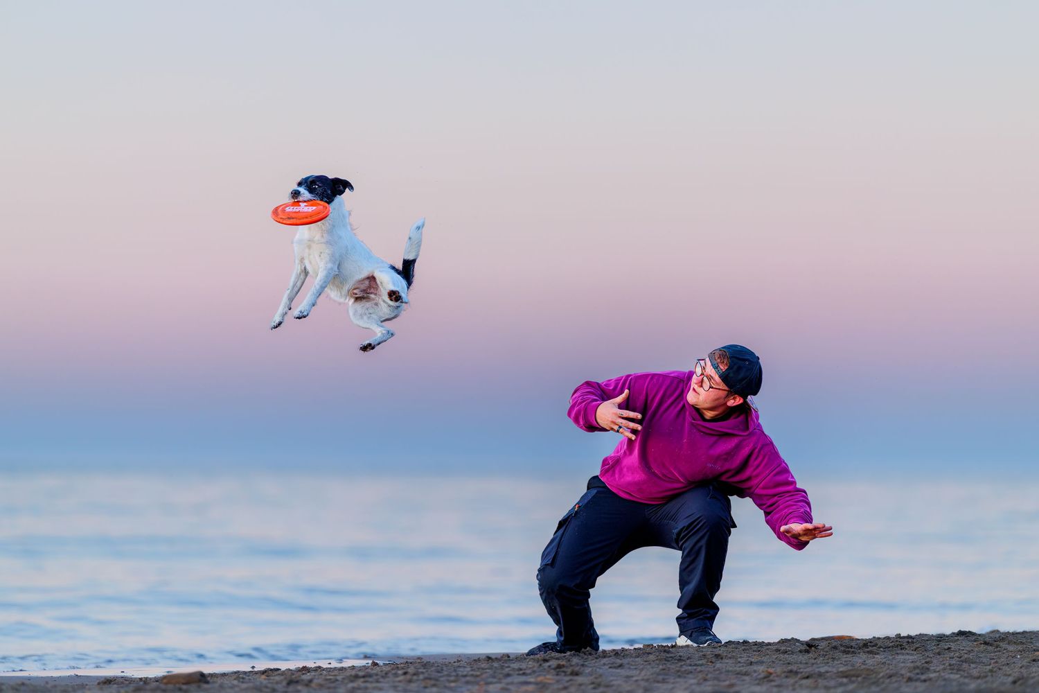 Dog leaping to catch a frisbee on a beach while a person in a purple jacket throws it at sunset.