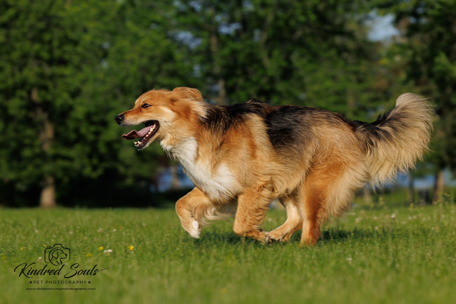 A fluffy golden-brown dog runs joyfully across a green grassy field with trees in the background.