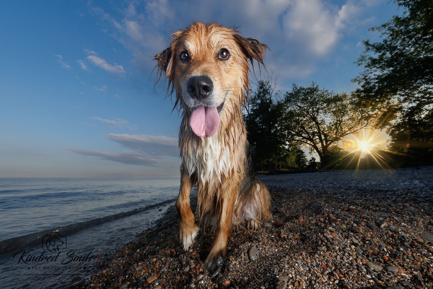 Wet golden dog sitting on a pebble beach at sunset with tongue out, ocean and trees in background.