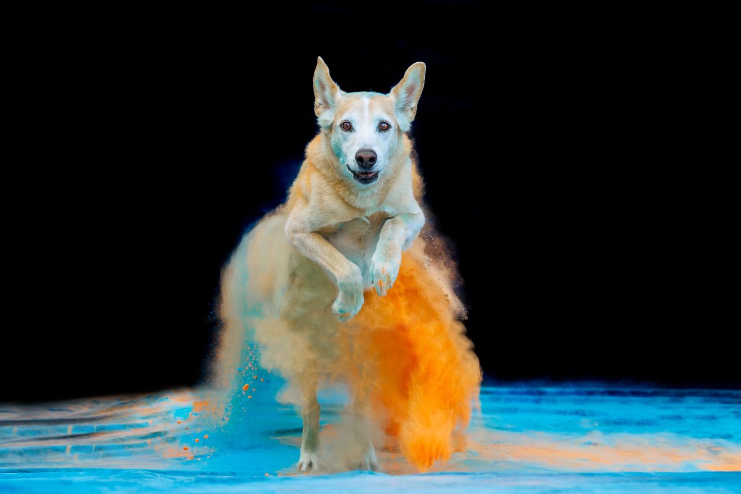 White Husky dog leaping through a vibrant orange and blue powder explosion on a black background.