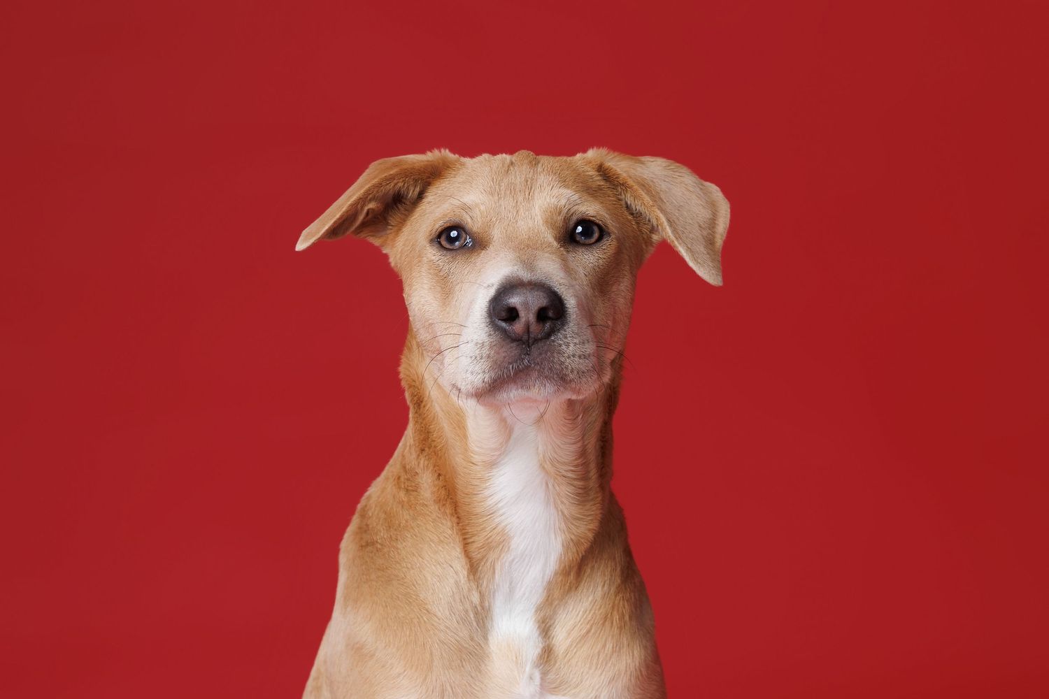 Portrait of a tan mixed breed dog with floppy ears looking at camera on a red background.