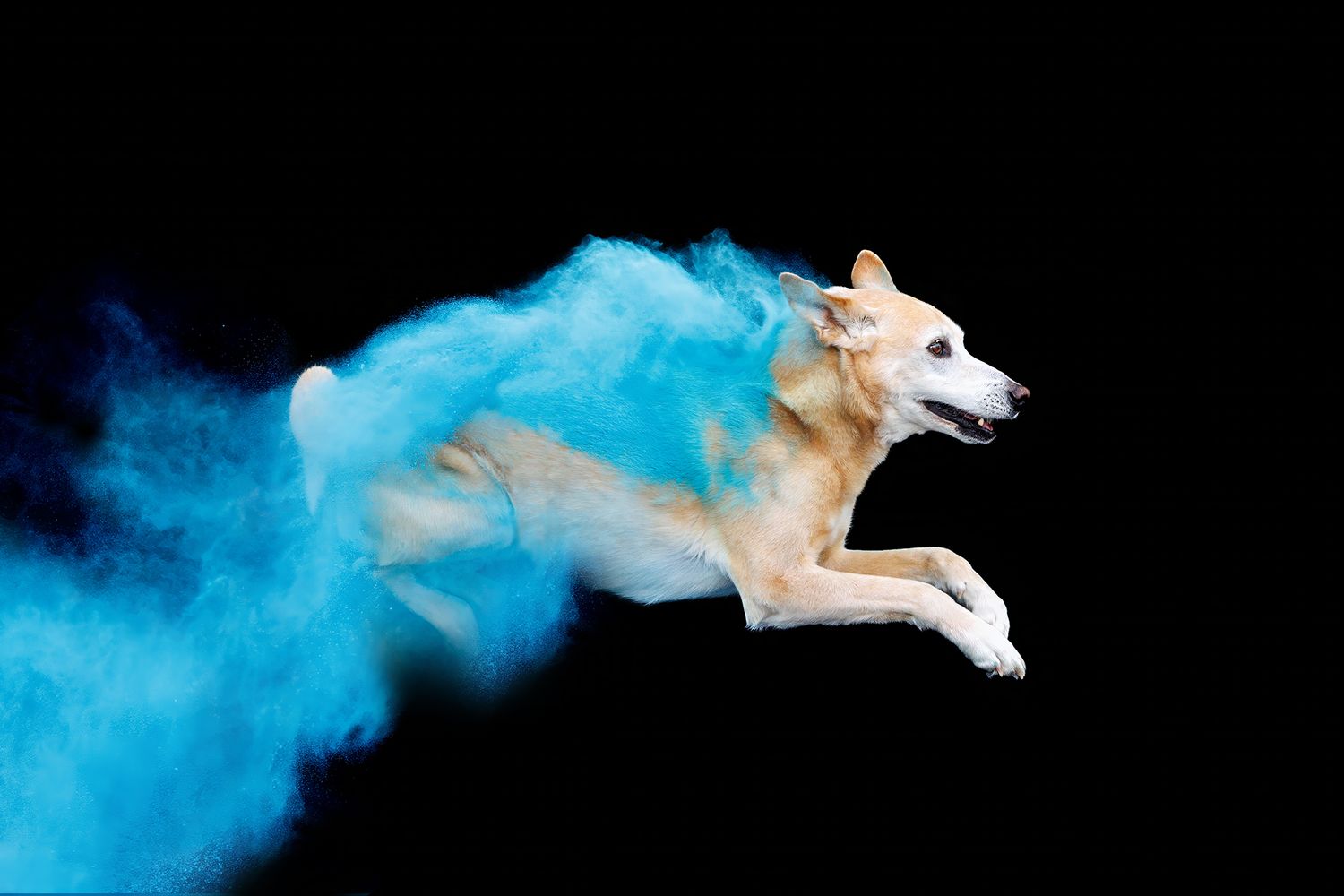 A white and tan dog leaps dynamically through an explosion of blue powder on a black background.