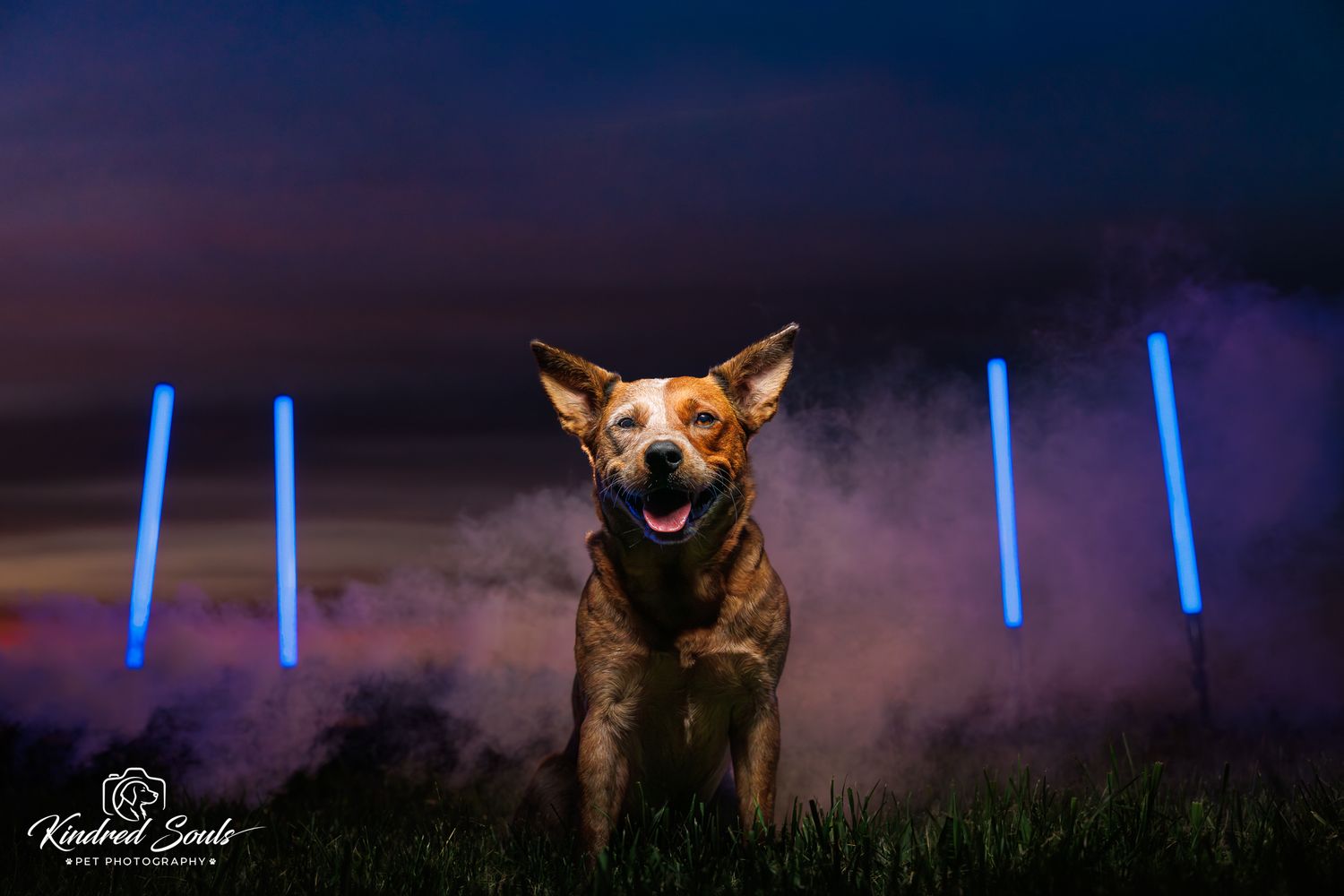 A brown dog poses in grass at night with glowing blue light sticks and purple smoke in the background.