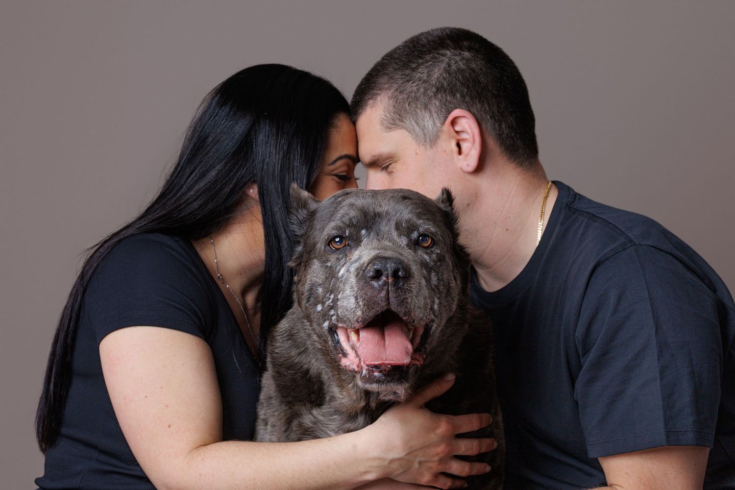 Couple kissing their happy gray Cane Corso dog on both cheeks in studio.