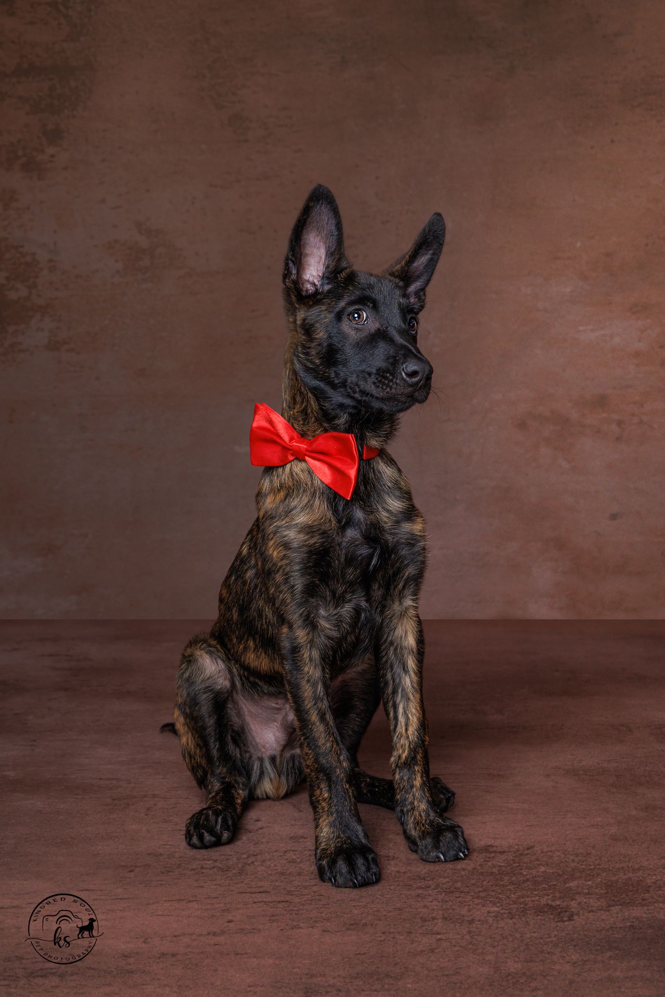 Brindle Dutch Shepherd puppy sitting upright wearing a red bow tie against a brown studio backdrop.